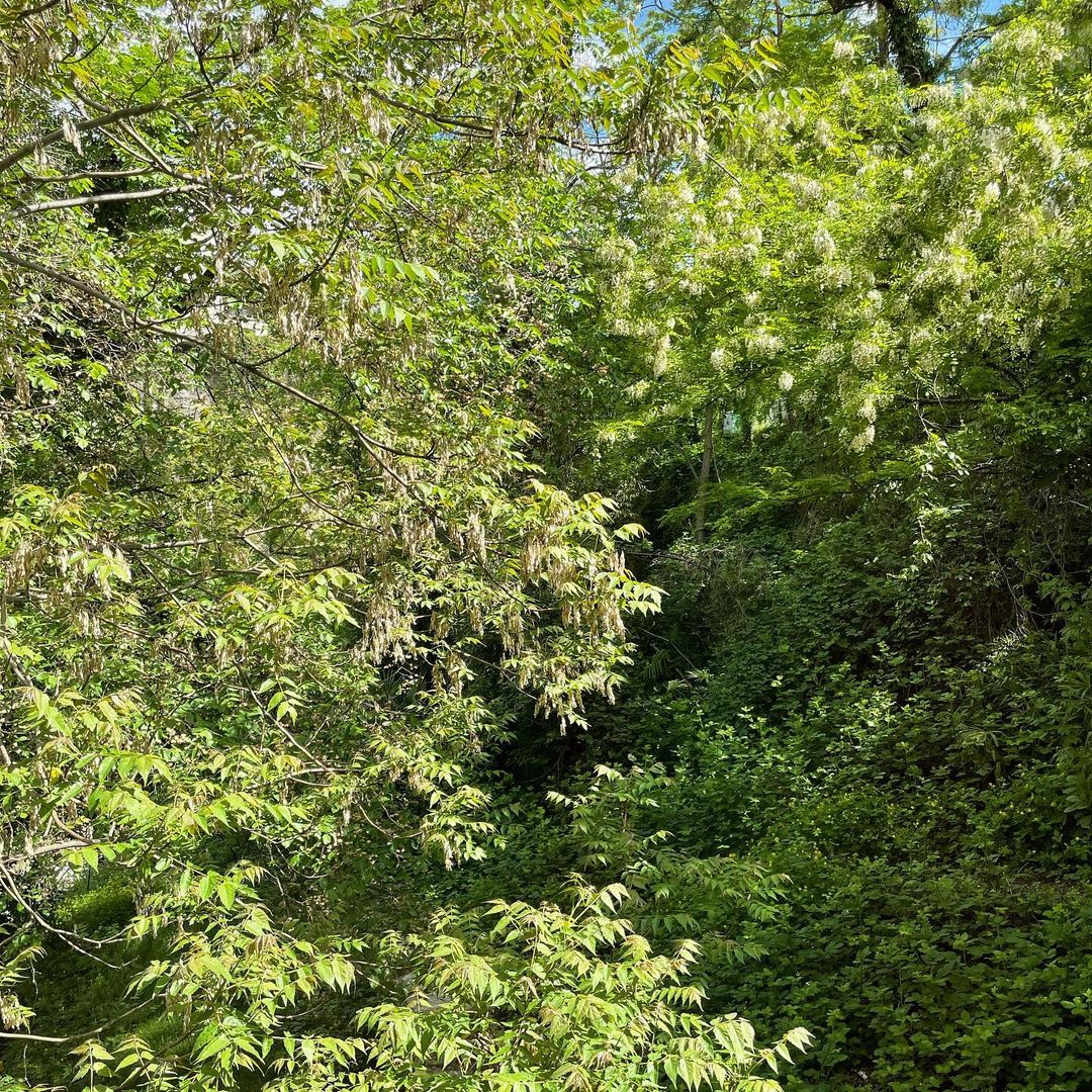 Lush, green foliage with dappled sunlight creates a dense, natural scene. Branches and leaves fill the frame, conveying nature's abundance.