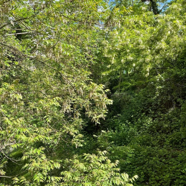 Lush, green foliage with dappled sunlight creates a dense, natural scene. Branches and leaves fill the frame, conveying nature's abundance.