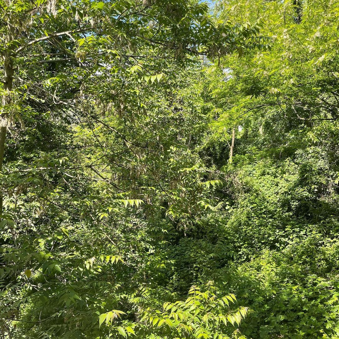 Dense green foliage fills the frame, creating a vibrant and lush natural scene with varying textures of leaves and branches in daylight.