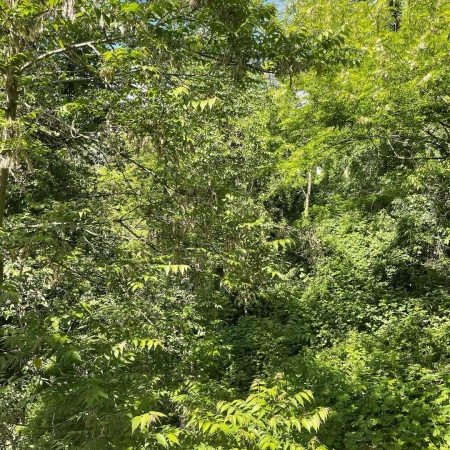 Dense green foliage fills the frame, creating a vibrant and lush natural scene with varying textures of leaves and branches in daylight.