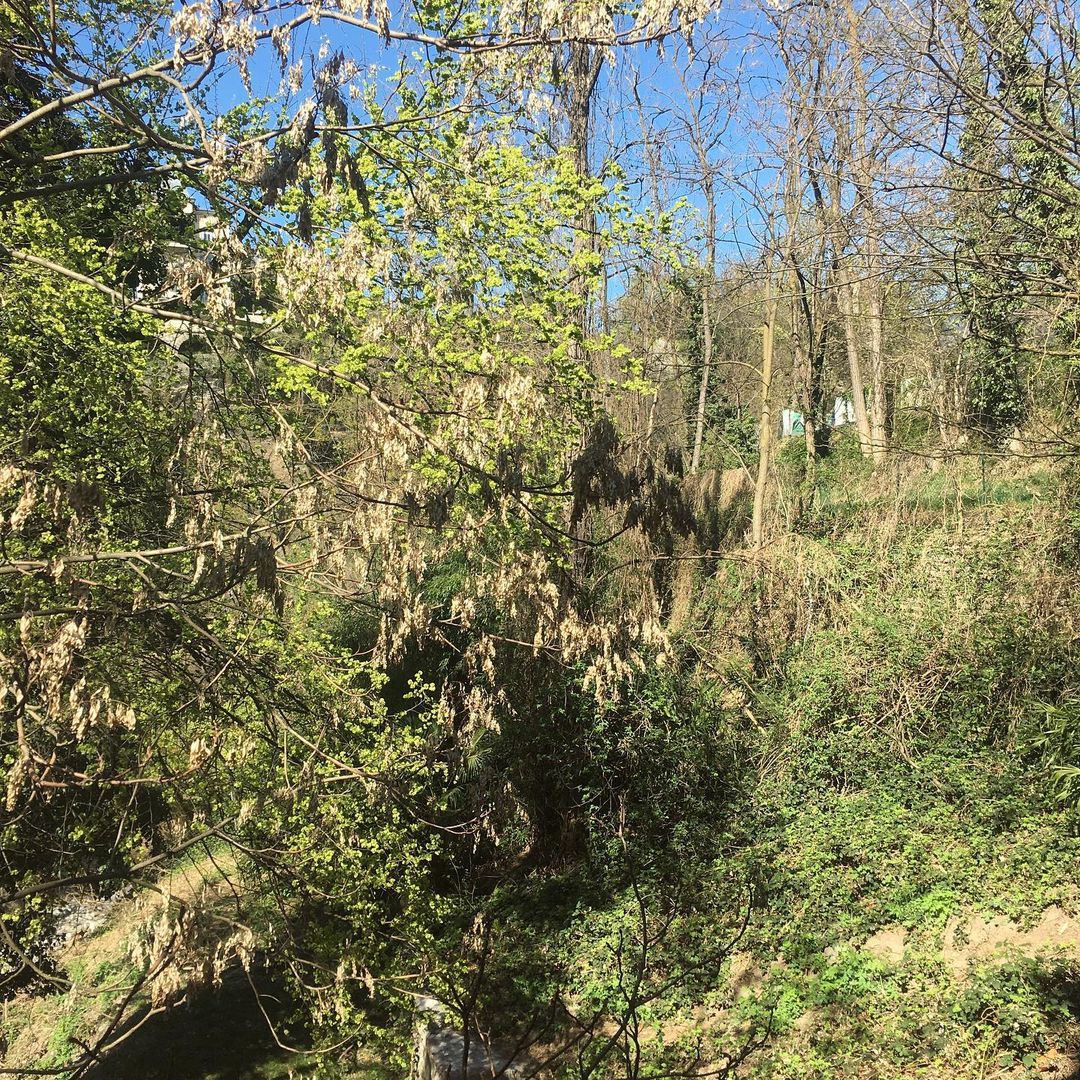 An outdoor scene features a dense thicket of trees and foliage, branches extending across the frame with a glimpse of blue sky above.