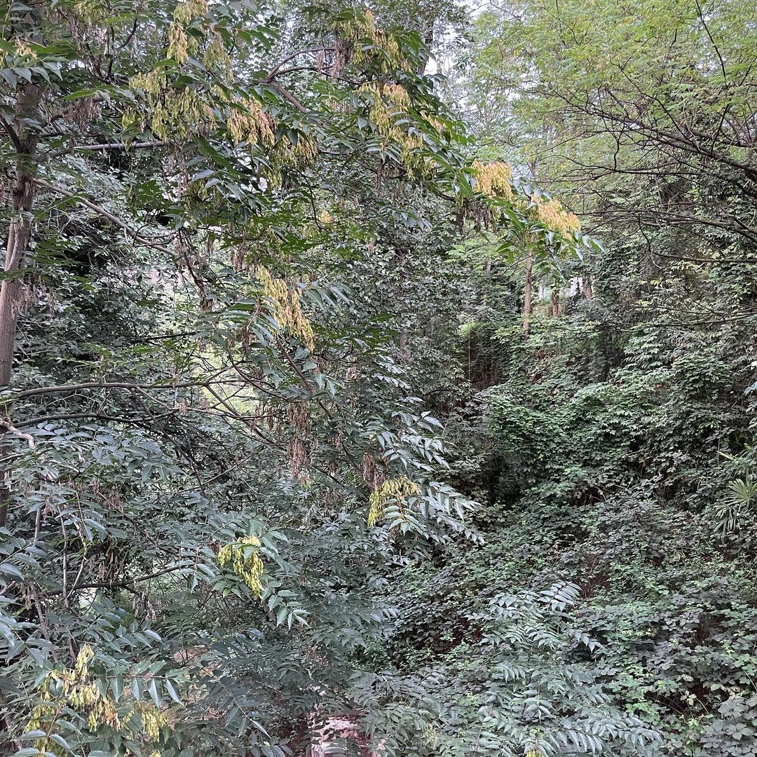 Lush green foliage fills the frame, with various trees and plants creating a dense, natural scene in a wooded environment.