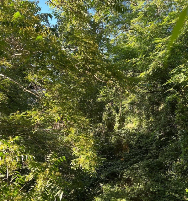 Lush green forest landscape with sunlight filtering through dense tree canopy in an outdoor, sunny setting, showcasing nature's beauty.