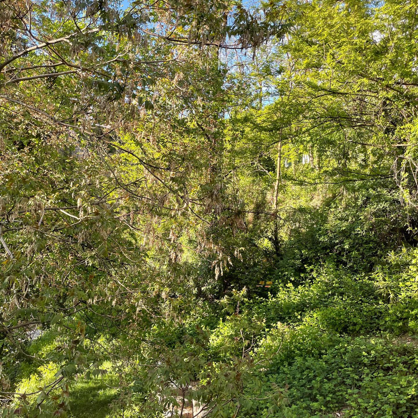 Dense forest scene with lush green foliage, tall trees, and dappled sunlight creating a natural, vibrant, and verdant landscape.
