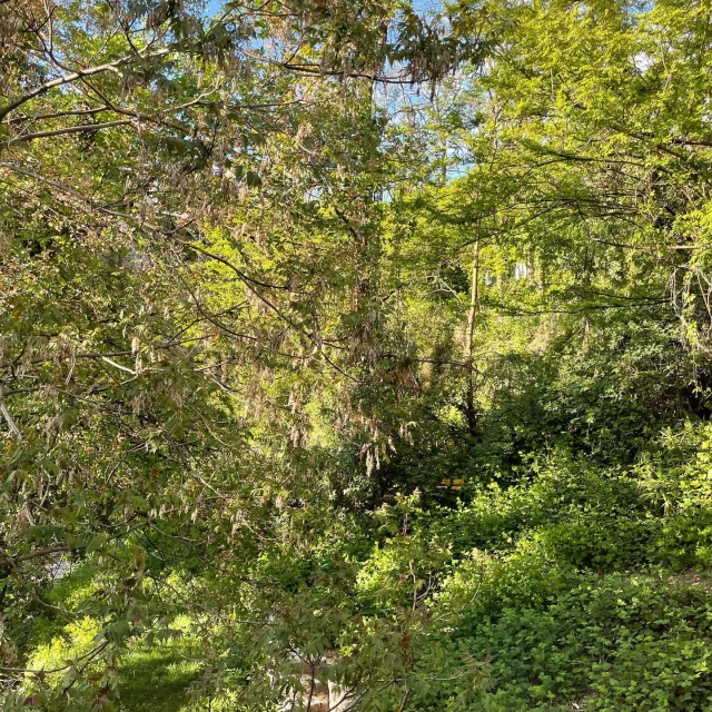 Dense forest scene with lush green foliage, tall trees, and dappled sunlight creating a natural, vibrant, and verdant landscape.