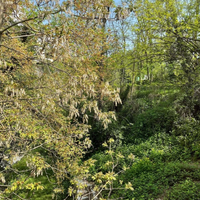 Lush forest scene with a variety of green trees and foliage, featuring sunlit areas and glimpses of a small stream in the background.