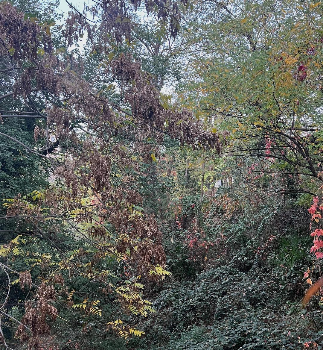 Lush forest landscape featuring a variety of green trees and foliage in a natural setting with an overgrown, wild appearance.