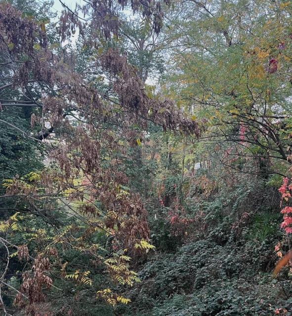 Lush forest landscape featuring a variety of green trees and foliage in a natural setting with an overgrown, wild appearance.