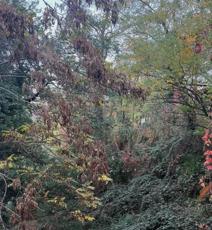 Lush forest landscape featuring a variety of green trees and foliage in a natural setting with an overgrown, wild appearance.