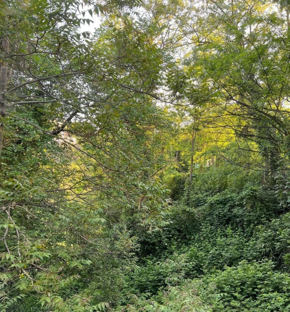 Lush green forest scene featuring a dense canopy of trees and undergrowth, creating a vibrant and immersive natural environment.