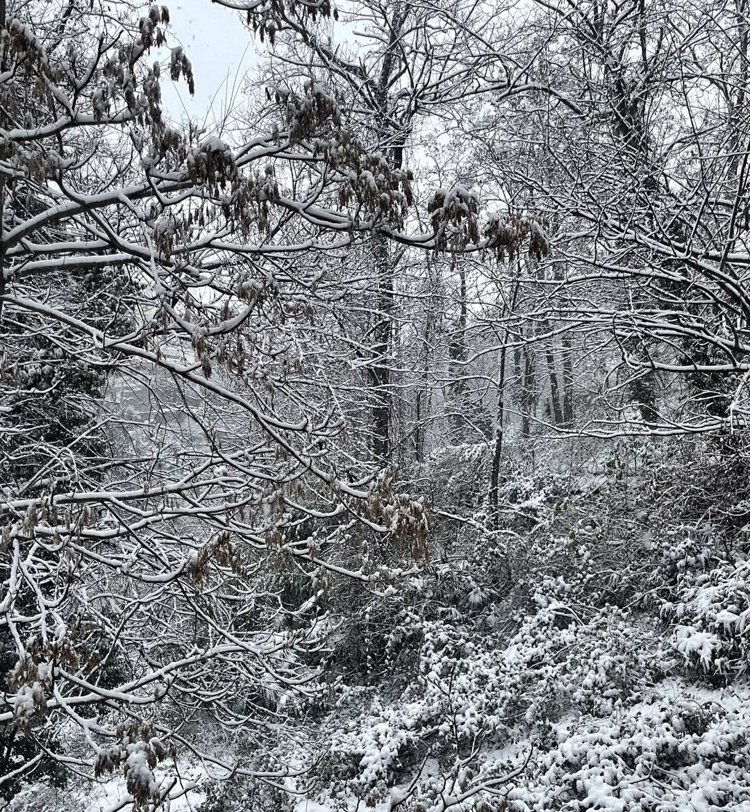 Winter scene featuring a snow-covered forest with dense trees and bushes. The landscape is blanketed in white, creating a serene woodland view.