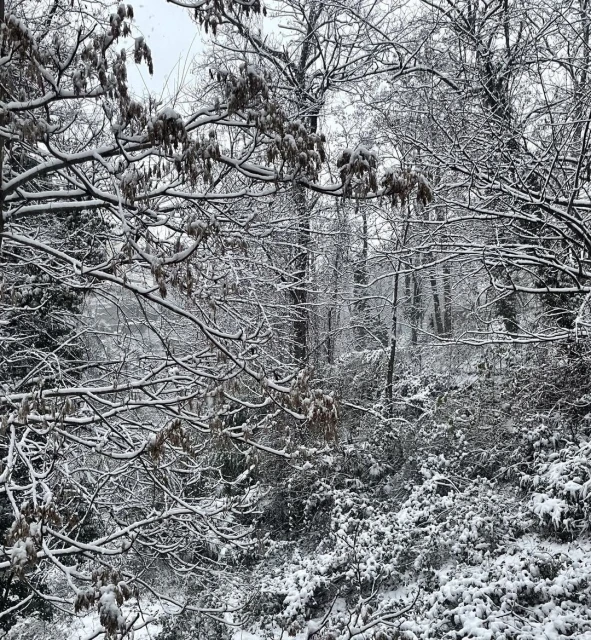 Winter scene featuring a snow-covered forest with dense trees and bushes. The landscape is blanketed in white, creating a serene woodland view.