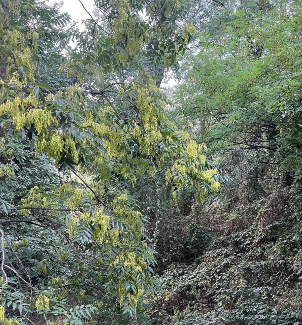 Lush forest scene with flowering trees in full bloom, creating a vibrant and natural canopy of green and yellow tones in daylight.
