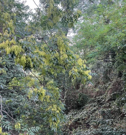 Lush forest scene with flowering trees in full bloom, creating a vibrant and natural canopy of green and yellow tones in daylight.