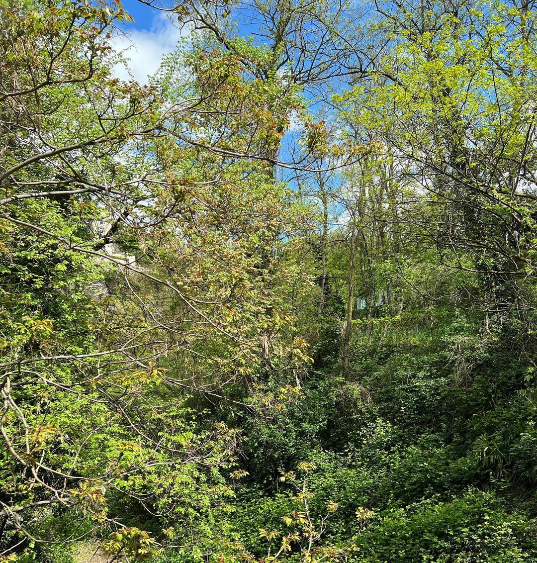 Lush green forest landscape with dappled sunlight filtering through the trees and foliage, creating a dense, natural scene.