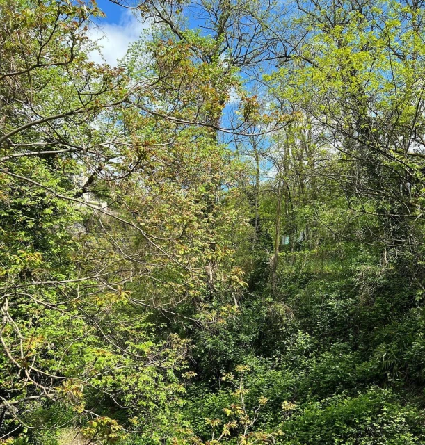 Lush green forest landscape with dappled sunlight filtering through the trees and foliage, creating a dense, natural scene.