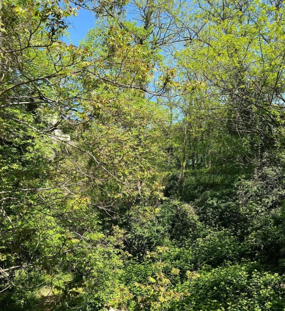 A dense, lush forest scene with vibrant green foliage, tall trees, and a glimpse of blue sky through the canopy on a sunny day.