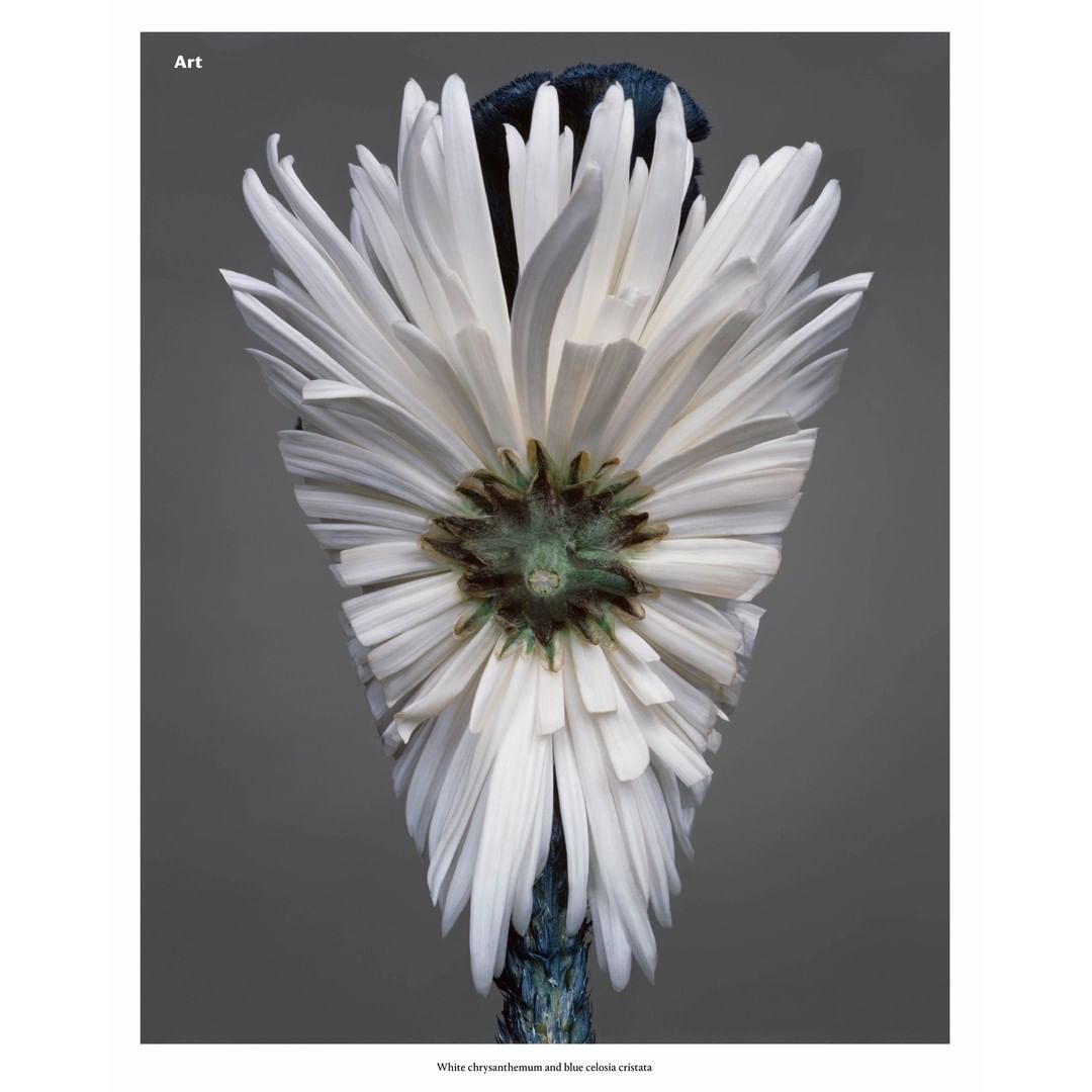 Close-up of a white chrysanthemum with a blue stem against a gray background, showcasing its detailed petals and textures. Art photography.