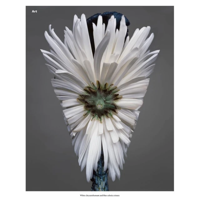 Close-up of a white chrysanthemum with a blue stem against a gray background, showcasing its detailed petals and textures. Art photography.