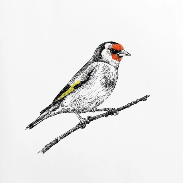 Illustration of a goldfinch perched on a branch, rendered in a detailed pen and ink style with selective use of color on a white backdrop.