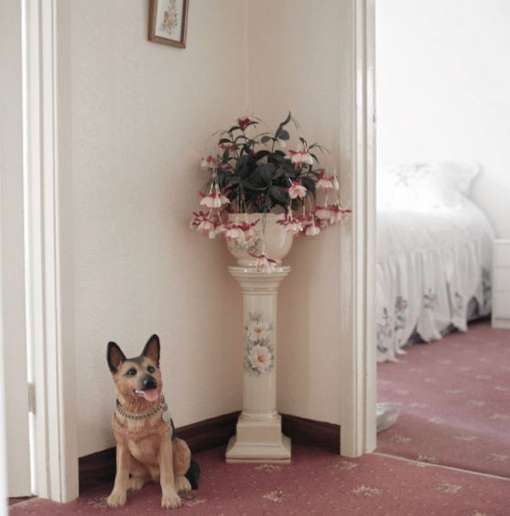 Dog sitting next to a floral arrangement on a pedestal in a home interior, with a bedroom visible in the background.