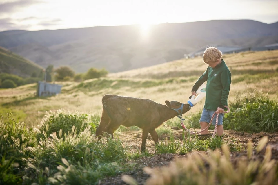 Boy feeding milk to a calf in a rural field, mountains visible in background on a sunny day with golden light, green foliage.