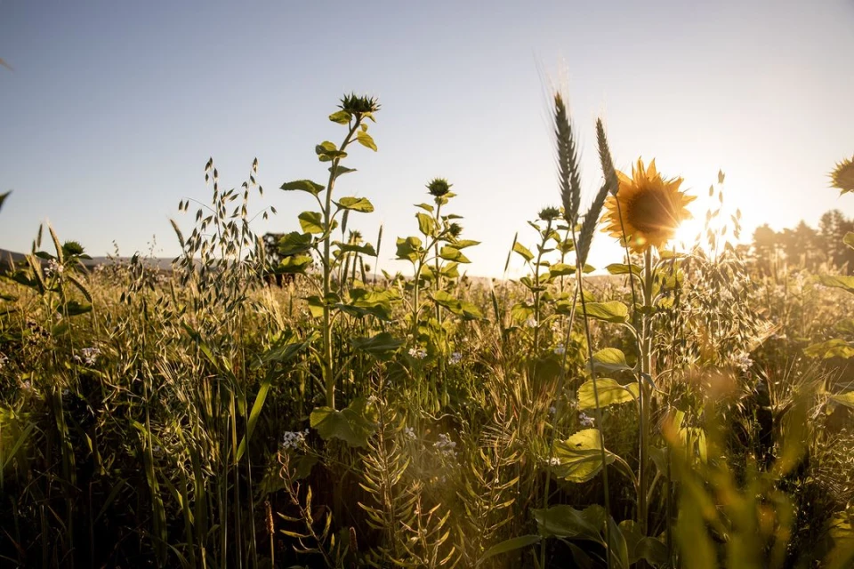 Sunflowers and wheat in a field on a sunny day. The plants are in the foreground, and the sun shines brightly in the background.