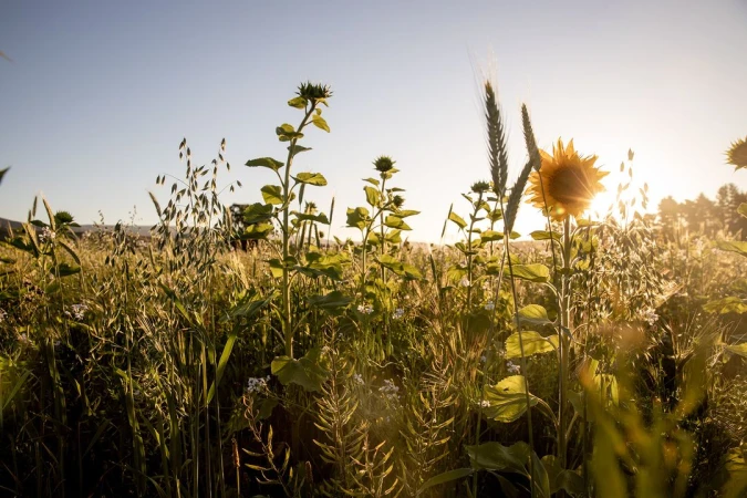 Sunflowers and wheat in a field on a sunny day. The plants are in the foreground, and the sun shines brightly in the background.