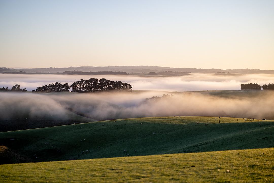 Rolling green hills meet a layer of fog, with a stand of trees in the distance, under a soft, pale sky in this landscape image.