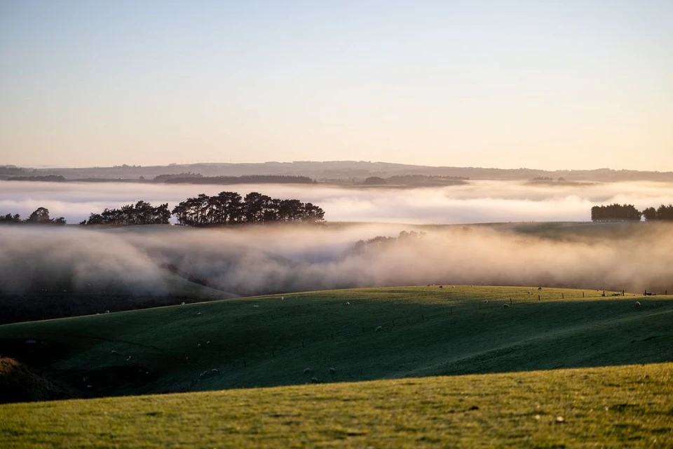 Rolling green hills meet a layer of fog, with a stand of trees in the distance, under a soft, pale sky in this landscape image.