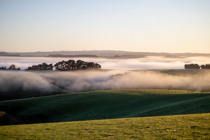 Rolling green hills meet a layer of fog, with a stand of trees in the distance, under a soft, pale sky in this landscape image.