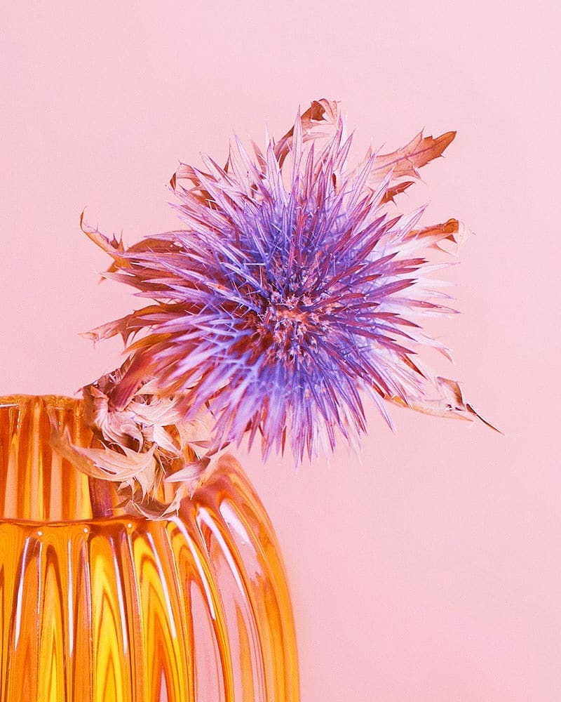Floral still life featuring a purple thistle in a glossy gold vase against a light pink backdrop. A close-up showcases the flower's texture.