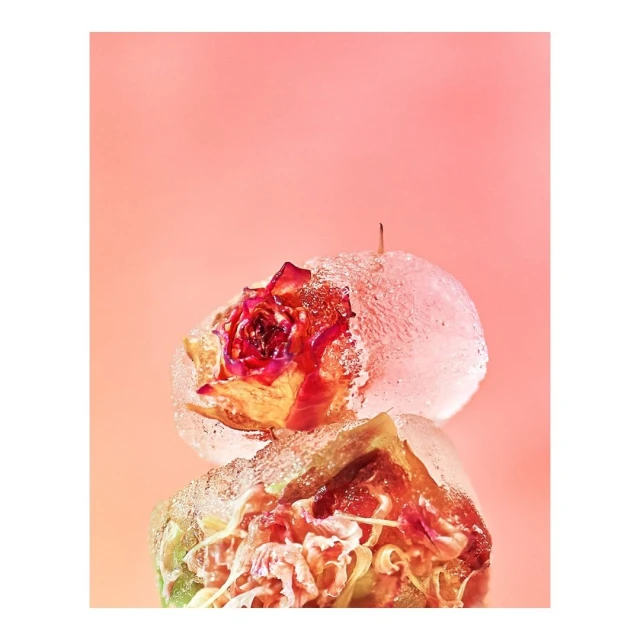 Close-up still life photograph of a red rose frozen inside clear ice spheres, against a light peach-colored studio background.