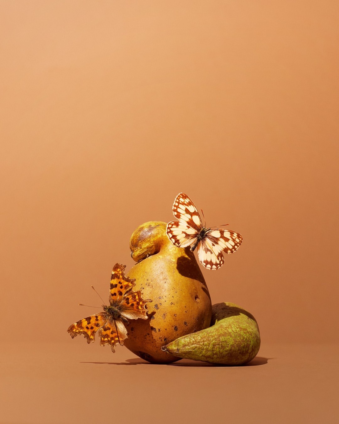 Still life shot of two pears with two butterflies on top against a peach-toned background in studio lighting. Artful, nature.