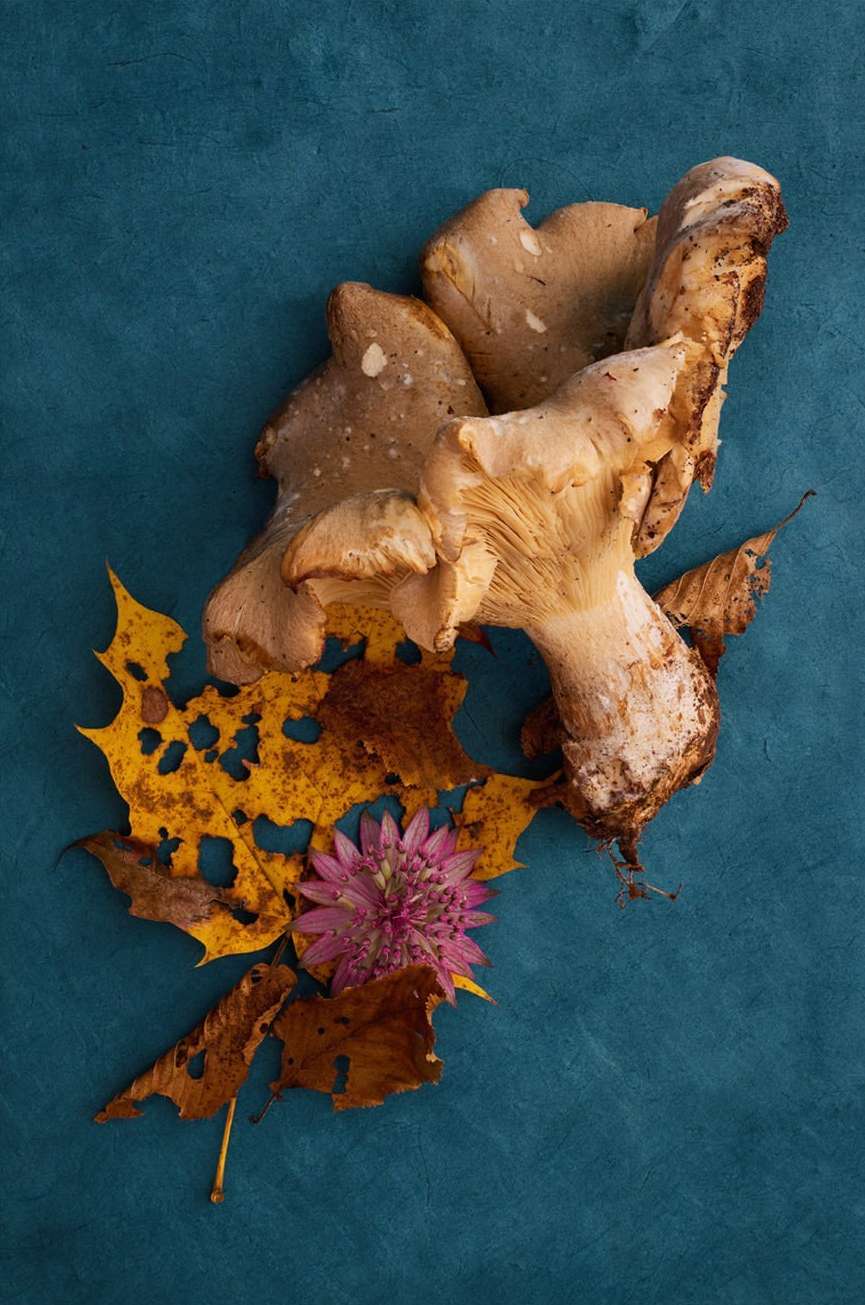 Autumnal still life features beige mushrooms, dried yellow leaves, and a purple flower against a dark blue background. Organic, natural.