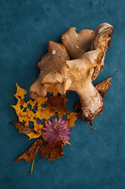 Autumnal still life features beige mushrooms, dried yellow leaves, and a purple flower against a dark blue background. Organic, natural.