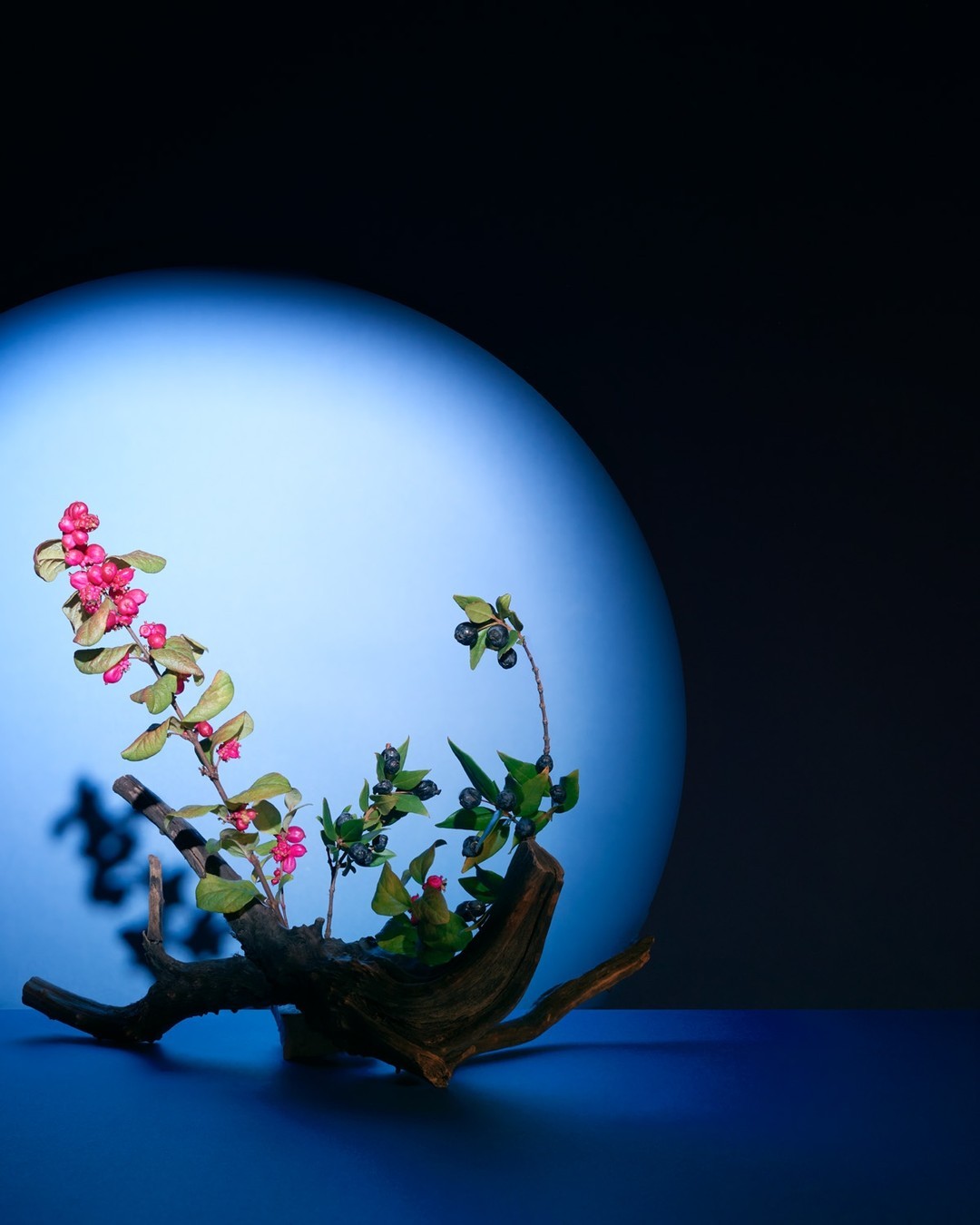 Botanical still life featuring a weathered branch adorned with snowberries and dark berries, set against a cool blue background.