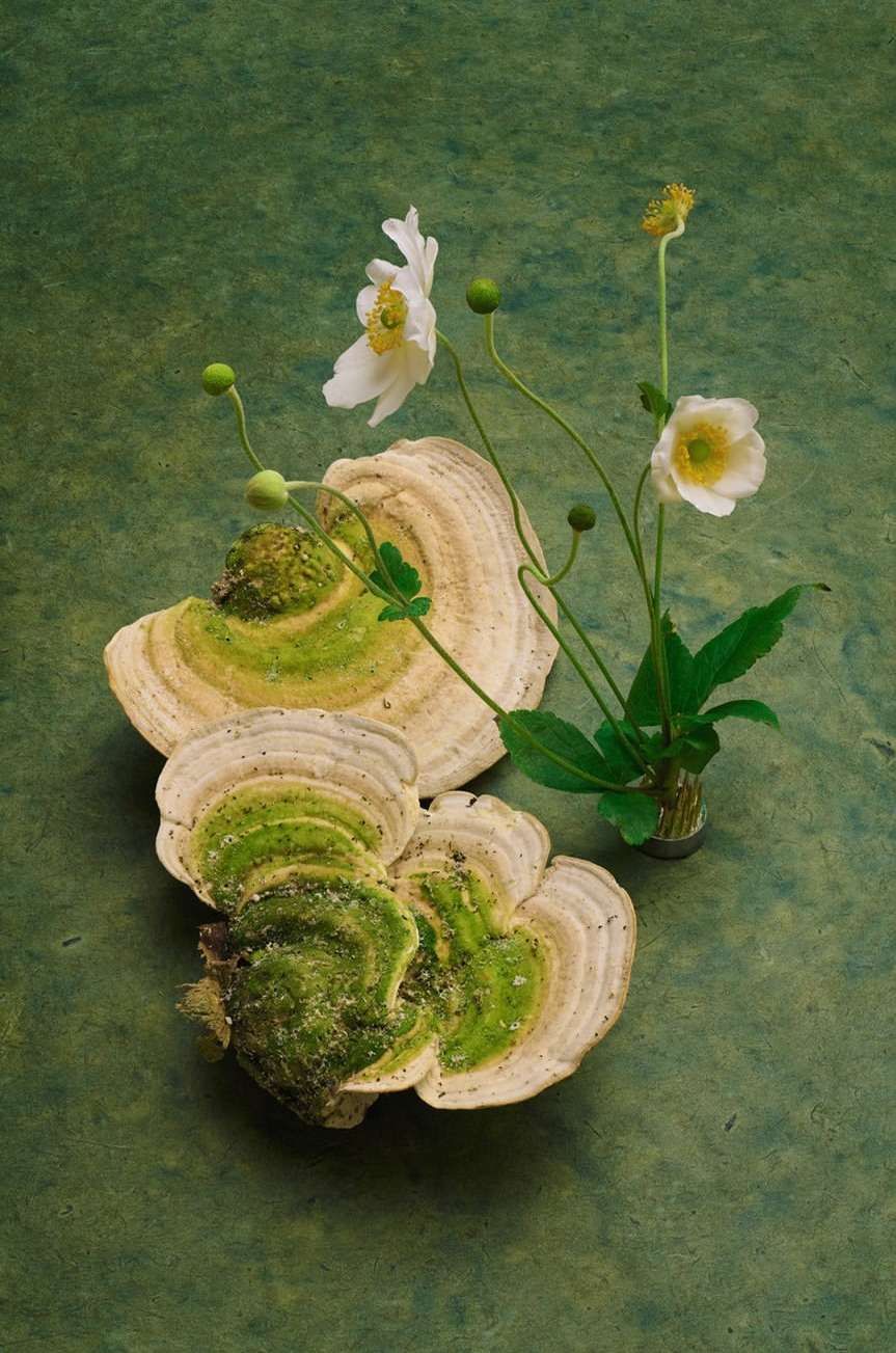 Close-up of oyster mushrooms with green moss and white anemone flowers against a mottled green background, botanical still life.
