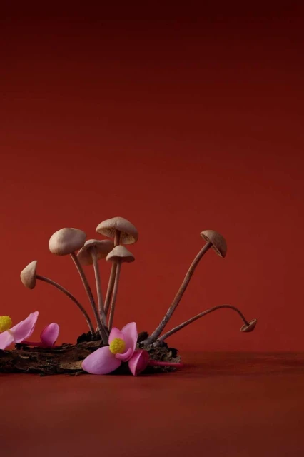 Still life featuring a cluster of mushrooms alongside pink lotus petals, set against a deep red backdrop, creating a nature-inspired composition.