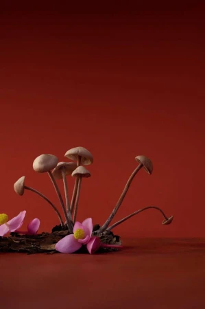 Still life featuring a cluster of mushrooms alongside pink lotus petals, set against a deep red backdrop, creating a nature-inspired composition.