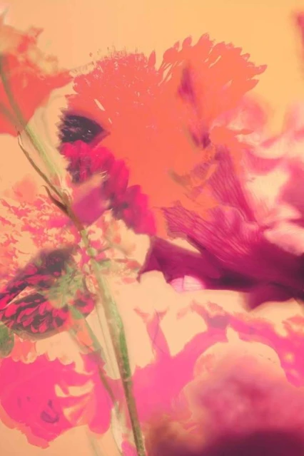 Abstract floral art featuring vibrant pink and peach hues, showcasing soft focus and a dreamlike quality, perfect for backgrounds.