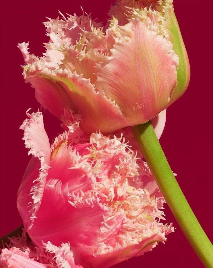 Close-up shot of two pink Fringed Tulip flowers with green stems against a solid magenta background, showcasing the flower's delicate details.