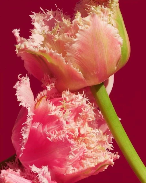 Close-up shot of two pink Fringed Tulip flowers with green stems against a solid magenta background, showcasing the flower's delicate details.