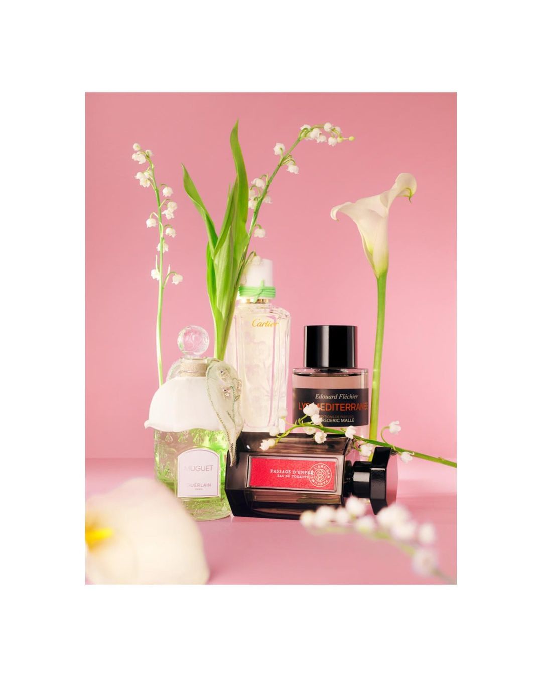 Still life shot of several perfume bottles arranged with white flowers against a pink background, creating a clean and elegant composition.