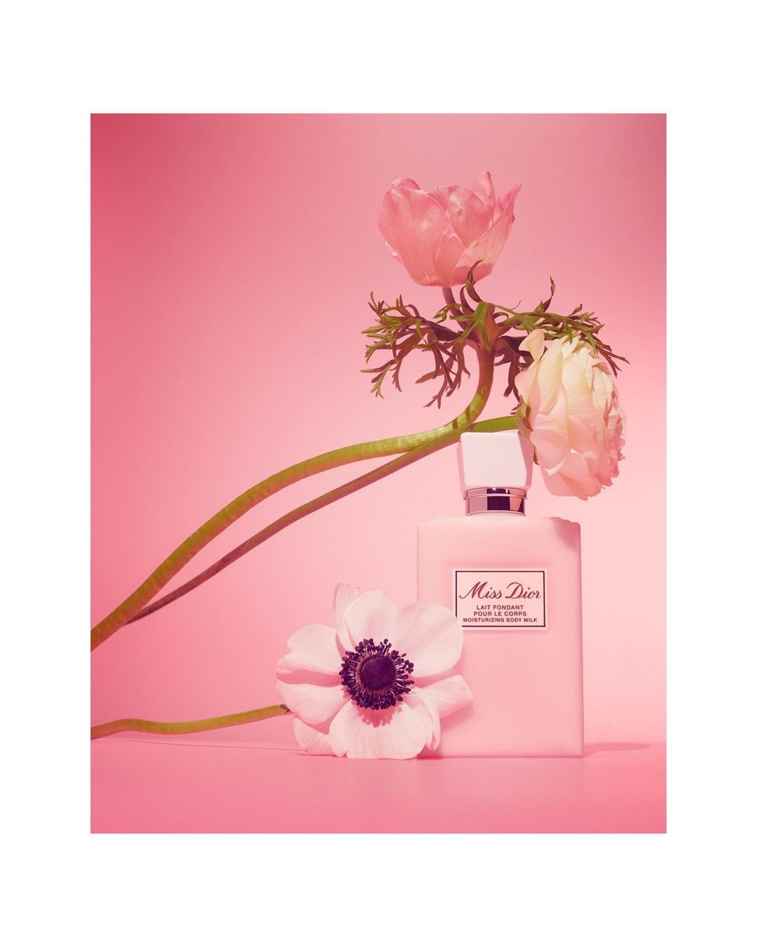 Perfume bottle of Miss Dior with pink and white anemone flowers against a pink background, product photography, beauty and fragrance.