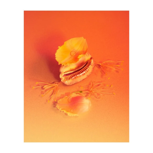 Macro photo of two orange-toned cowrie shells, one split to reveal its interior, arranged on a smooth, gradient orange surface.