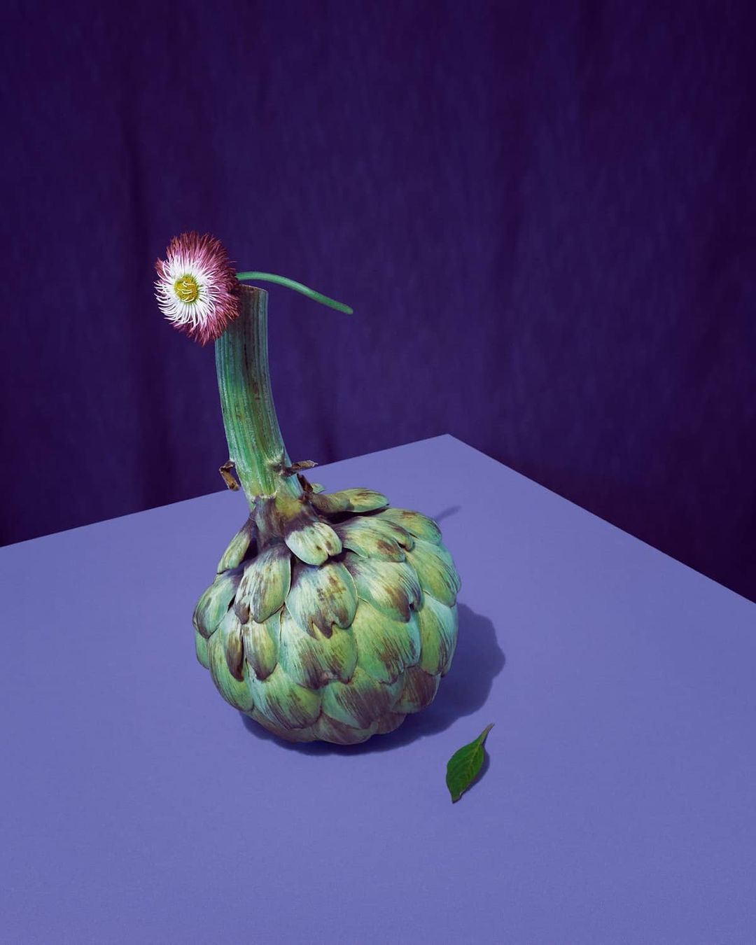 Botanical still life featuring an artichoke topped with a daisy on a violet surface against a purple background in a studio setting.