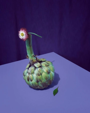 Botanical still life featuring an artichoke topped with a daisy on a violet surface against a purple background in a studio setting.