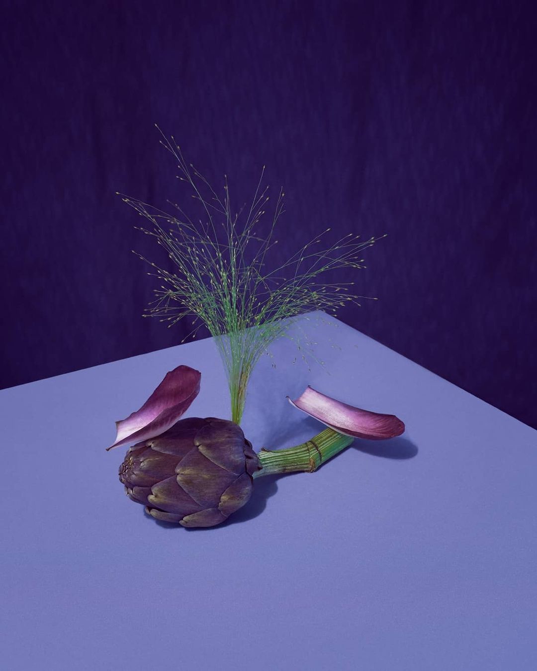 Still life featuring an artichoke with purple petals, ornamental grasses, and a purple backdrop, staged on a light purple corner surface.