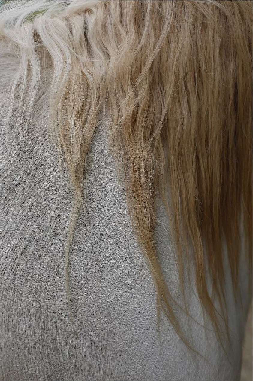 Close-up of a horse's neck and blonde mane showing texture and color variation in natural light. The mane is long and flowing.